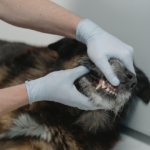 Dog's teeth being examined by a vet