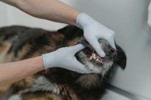 Dental care showing vet examining dogs teeth
