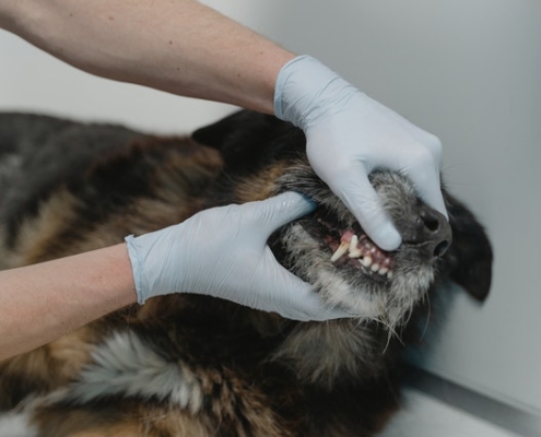 Dog's teeth being examined by a vet